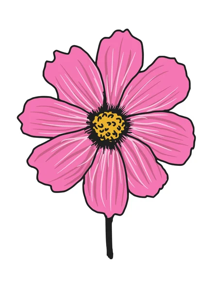 Cosmos aster — Stock Vector