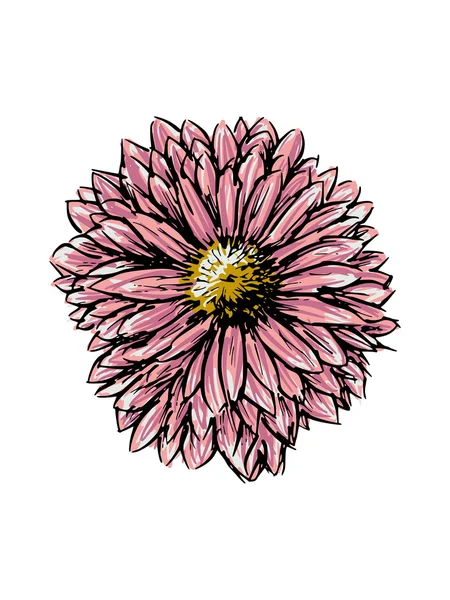 Chrysant — Stockvector