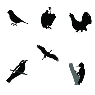 Kara ağaçkakan, orman tavuğu, greenfinch, leylek, orio silüeti