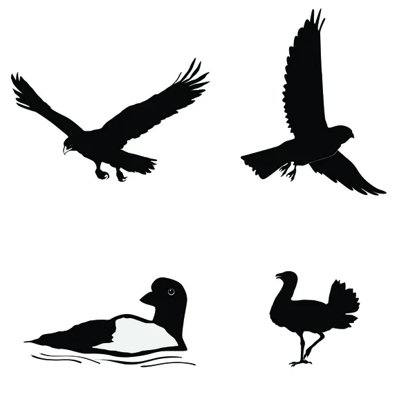 Silhouette nera di bustard, loon, gheppio, aquila reale — Vettoriale Stock