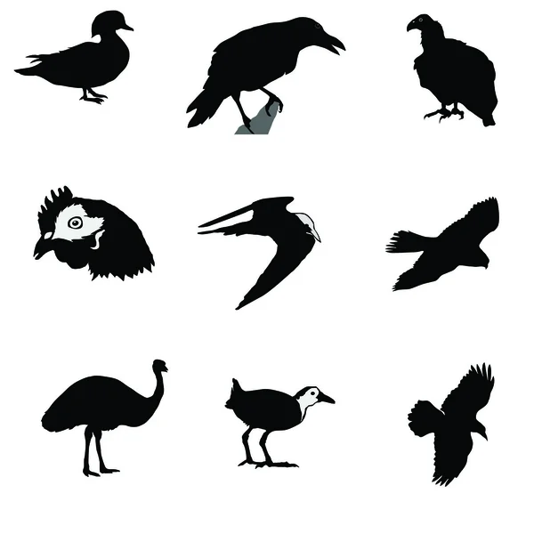 Black silhouette of crow, raven, gyrfalcon, condor, tern, hen, emu, man — Vetor de Stock