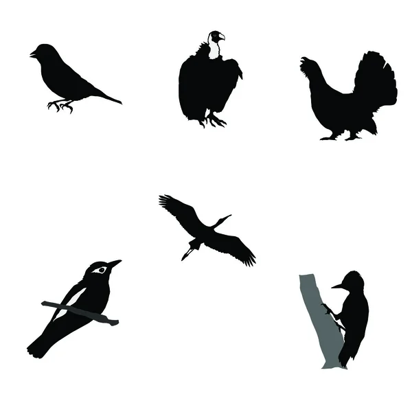 Silueta negra de pájaro carpintero, urogallo de madera, verderón, cigüeña, orio — Vector de stock