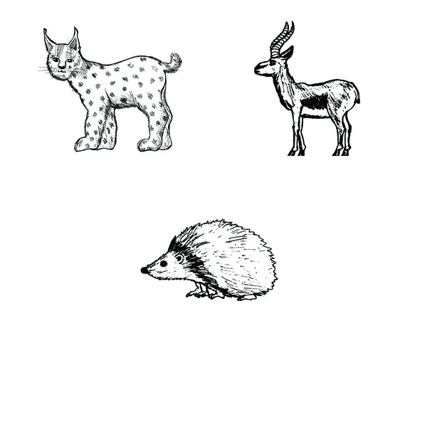 Lodjur på vit, gazelle, igelkott — Stock vektor
