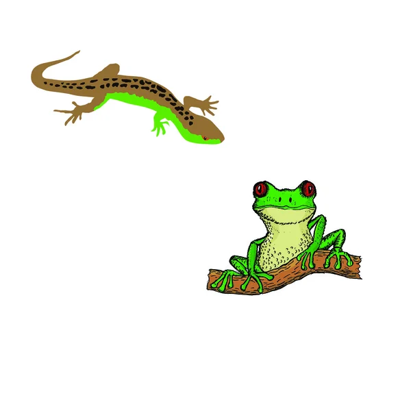 Lagarto, rana arborícola — Vector de stock