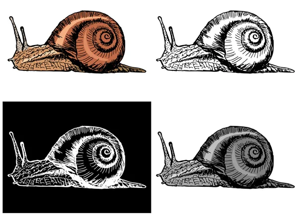 Escargot — Image vectorielle