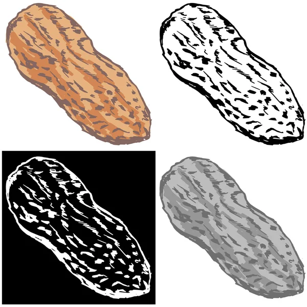 Cacahuète — Image vectorielle