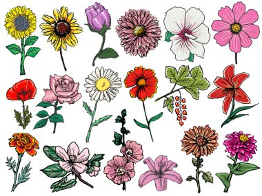Free Free Zinnia Flower Svg SVG PNG EPS DXF File