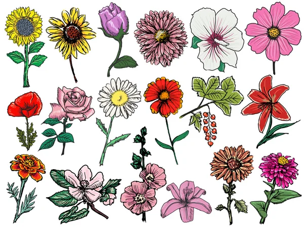 Set bloemen — Stockvector