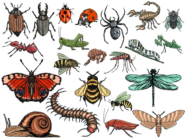 Conjunto de insectos — Vector de stock