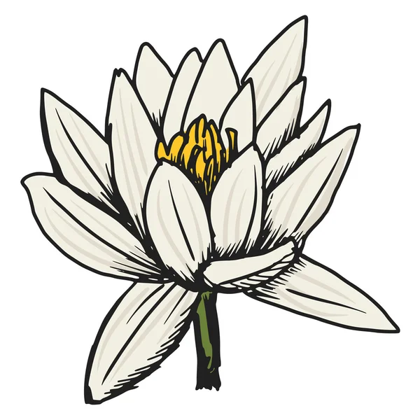 Beyaz lotus — Stok Vektör