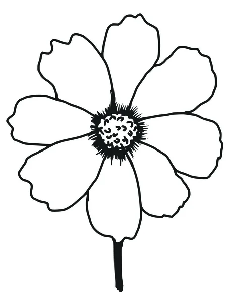 Aster cosmos — Archivo Imágenes Vectoriales