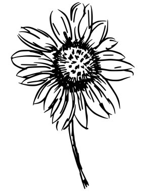 Aster