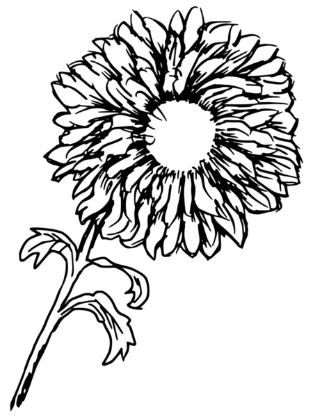 Chrysanthemu — Stok Vektör
