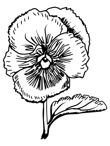 Pansy. — Archivo Imágenes Vectoriales