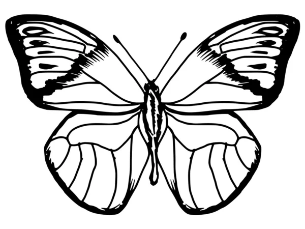 Fluture — Vector de stoc