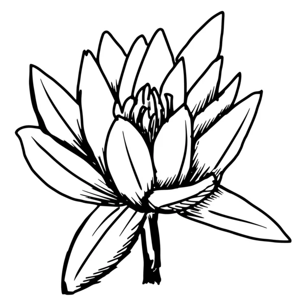 Lotus blanc — Image vectorielle