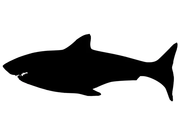 Tiburón — Vector de stock
