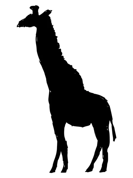 Girafe — Image vectorielle