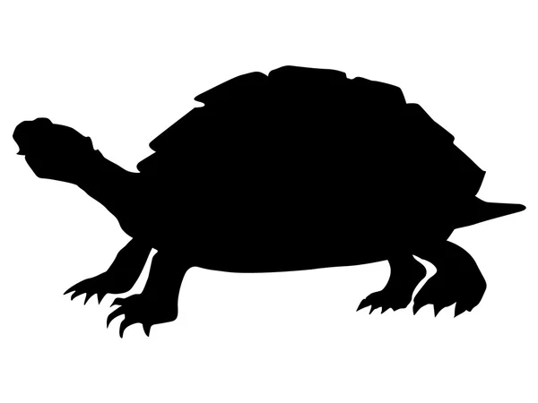 Zeeschildpad — Stockvector