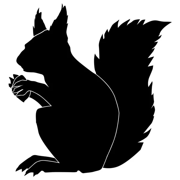 Squirrel — Stock Vector
