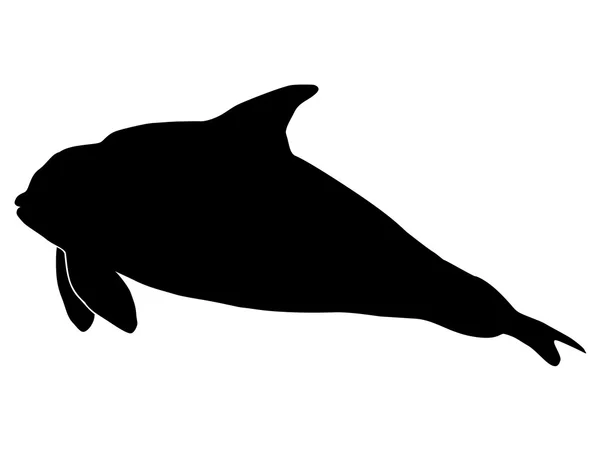 Orca — Stock Vector