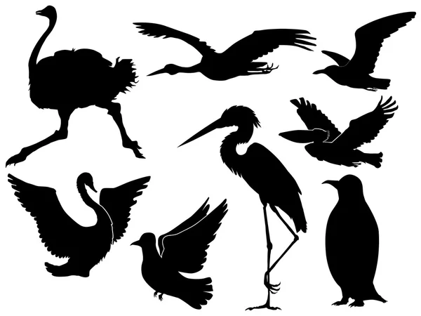 Vogels — Stockvector