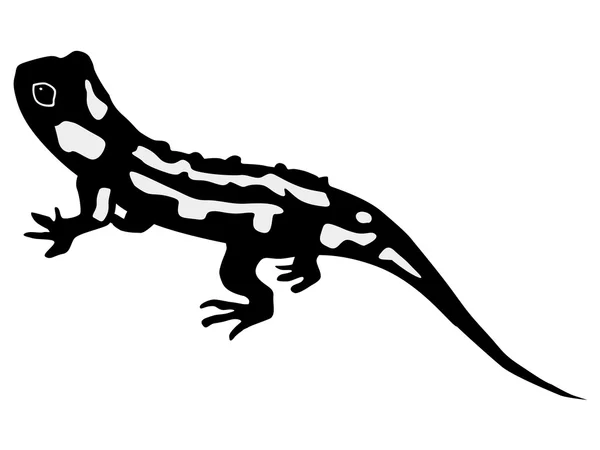 Salamander — Stockvector