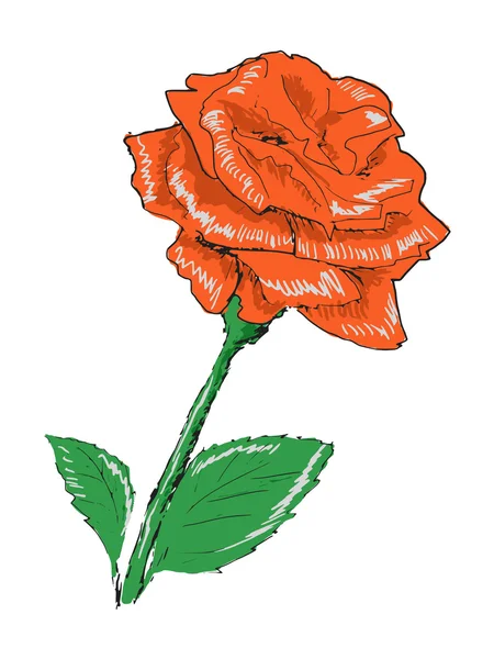 Rosa rosa — Archivo Imágenes Vectoriales