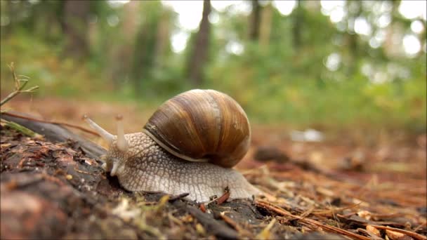 Caracol — Vídeo de Stock