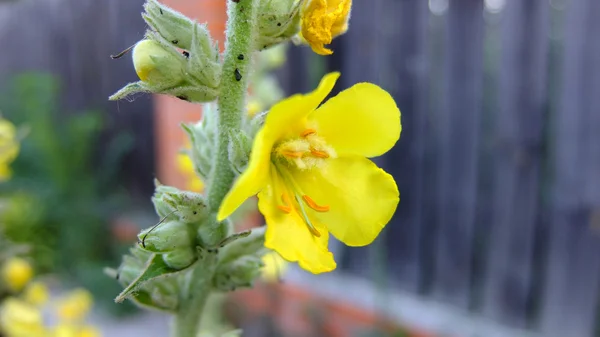 Gul blomma — Stockfoto