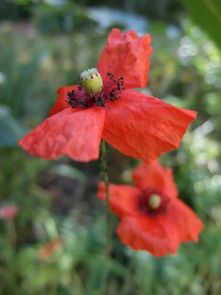 Amapola — Foto de Stock