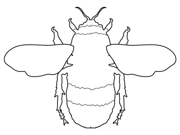 Bumblebee, insecten — Stockvector