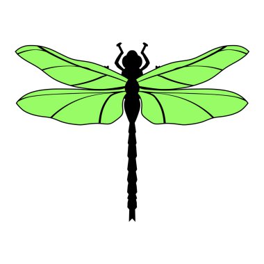 yusufçuk, üstten görünüm