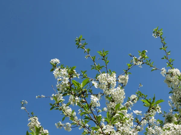 봄의 꽃 — 스톡 사진
