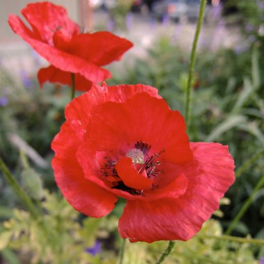 Poppy, yaz nedeni