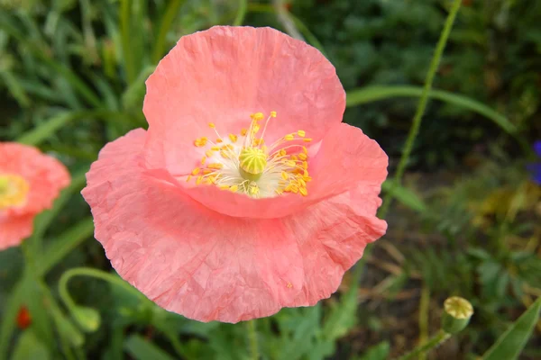 Poppy, yaz nedeni — Stok fotoğraf