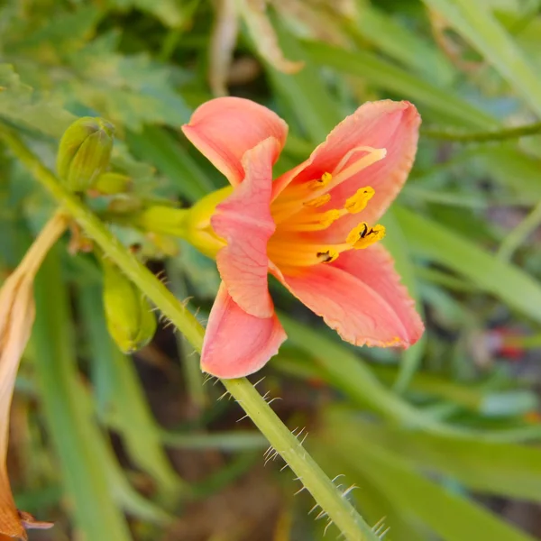 Rosa Lilie, Sommermotiv — Stockfoto