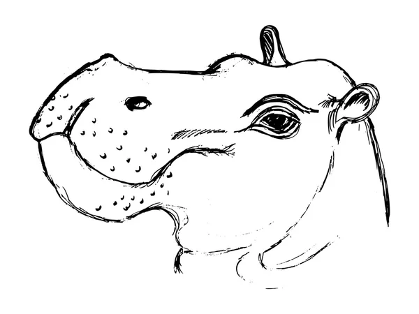 Hippopotame, illustration de la faune, africaine, safari, zoo, ma — Image vectorielle