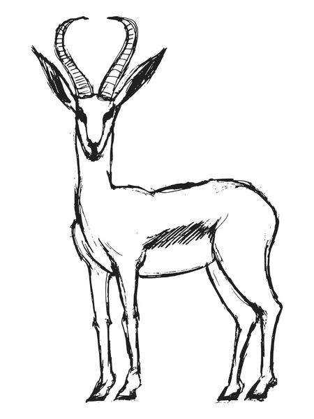 Gazela, ilustrace zvířat, africké safari, zoo, savec — Stockový vektor
