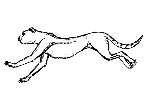 Gepard, ilustrace zvířat, africké safari, zoo, savec — Stockový vektor