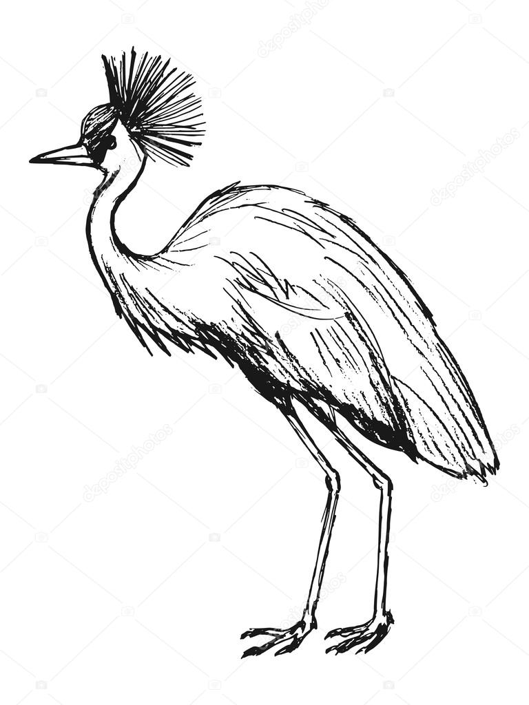 African crowned crane, illustration of wildlife, bird, zoo, safa
