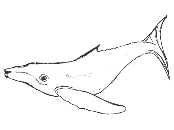 Wale. handgezeichnete Vektor-Illustration. - Vektorgrafik: lizenzfreie