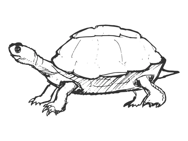 Dibujado a mano, grunge, dibujo ilustración de la tortuga — Vector de stock