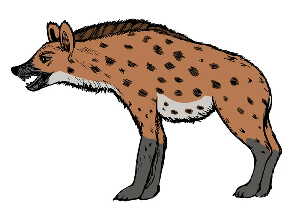 Hyena's, illustratie van dieren in het wild, dierentuin, natuur, dier van savann — Stockvector