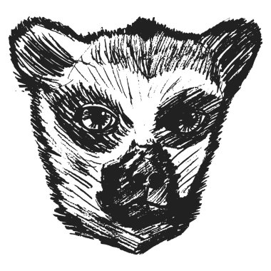 Lemur, yaban hayatı, Hayvanat Bahçesi, hayvan, orman, Madagasc gösteren resim