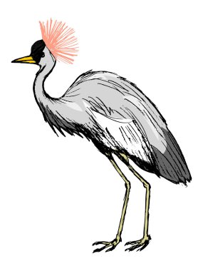 African crowned crane, illustration of wildlife, bird, zoo, safa clipart