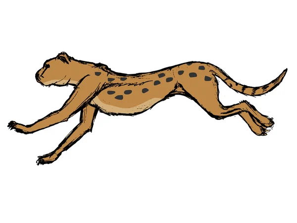 Cheetah, illustratie van dieren in het wild, Afrikaanse safari, dierentuin, zoogdier — Stockvector