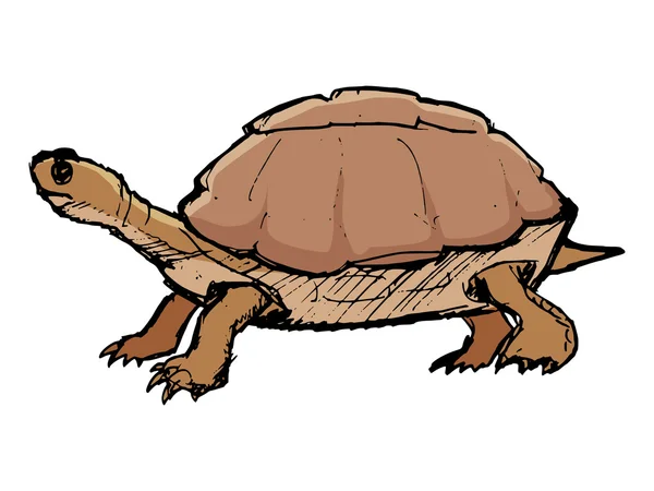 Sköldpadda, illustration av vilda djur, zoo, vilda djur, kräldjur — Stock vektor
