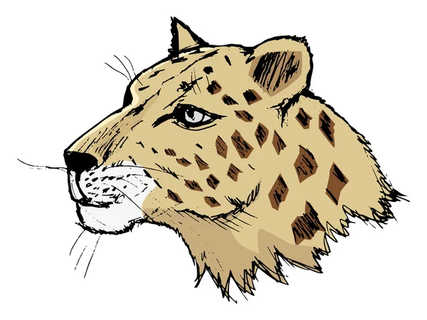 Levhart, ilustrace volně žijící zvířata, zoo, zvířata džungle, Afrika — Stockový vektor
