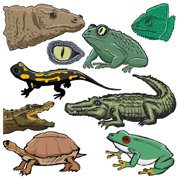 Serie di illustrazioni di rettili, con coccodrillo, lucertola, tartaruga — Vettoriale Stock